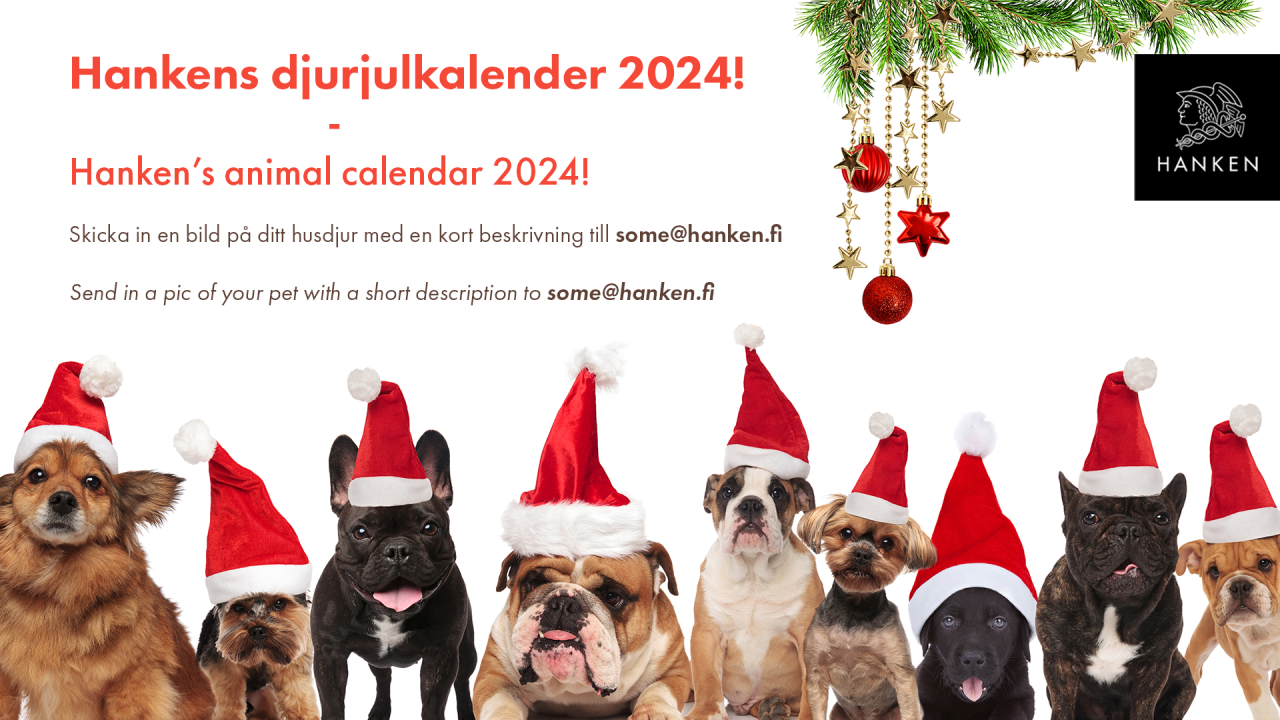 Hundar med tomteluvor