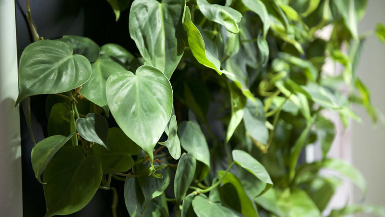 green plants
