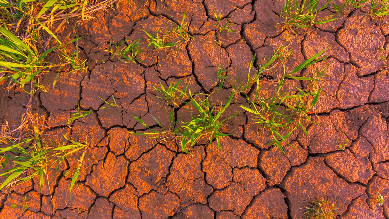 dried up ground with grass