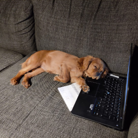 A puppy sleeping on a laptop on a sofa