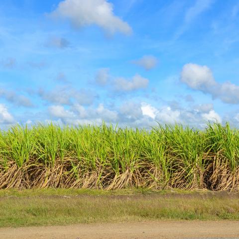 Sugar cane 2 pixabay
